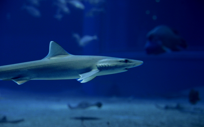 新西蘭產鯊魚軟骨超細微粉末