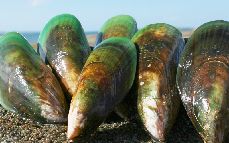バイオレーンは、アオテアロアによるニュージーランド産緑イ貝の原料です。