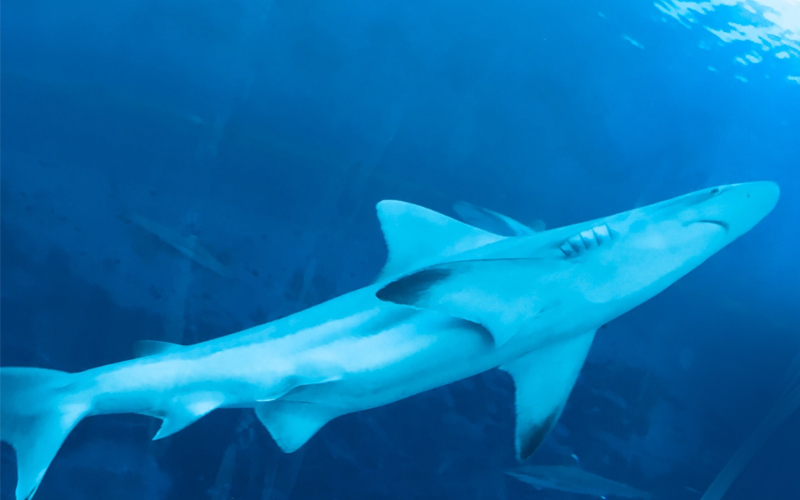 New Zealand Deep-Sea Shark Liver Oil by AOTEAROA Japan ltd