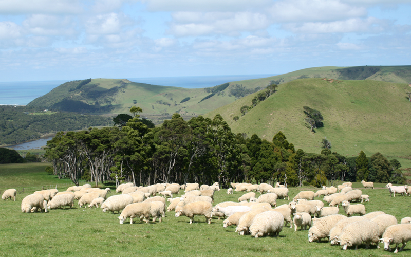 健康食品原料のニュージーランド産羊プラセンタパウダー